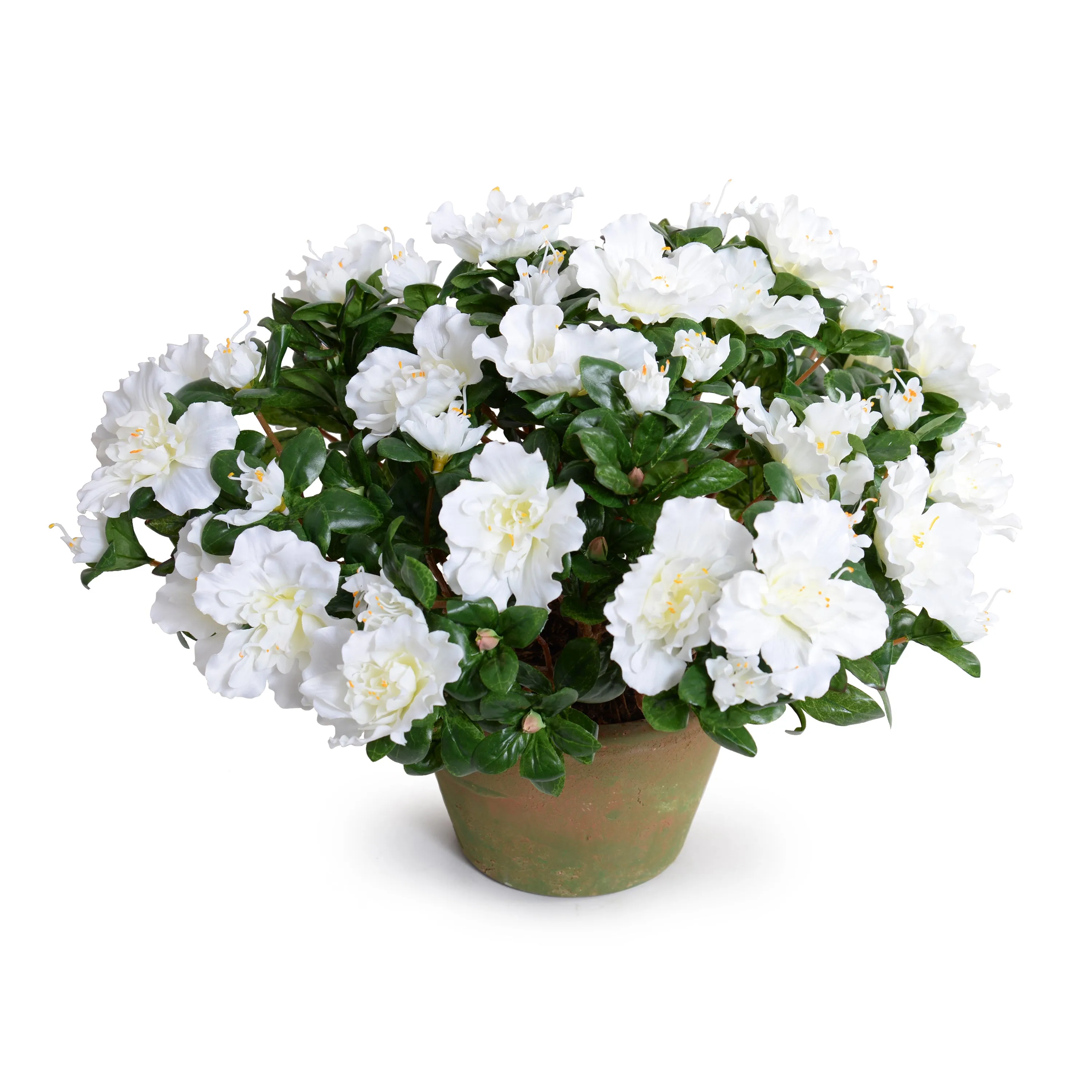 Azalea Bush Potted 14"H