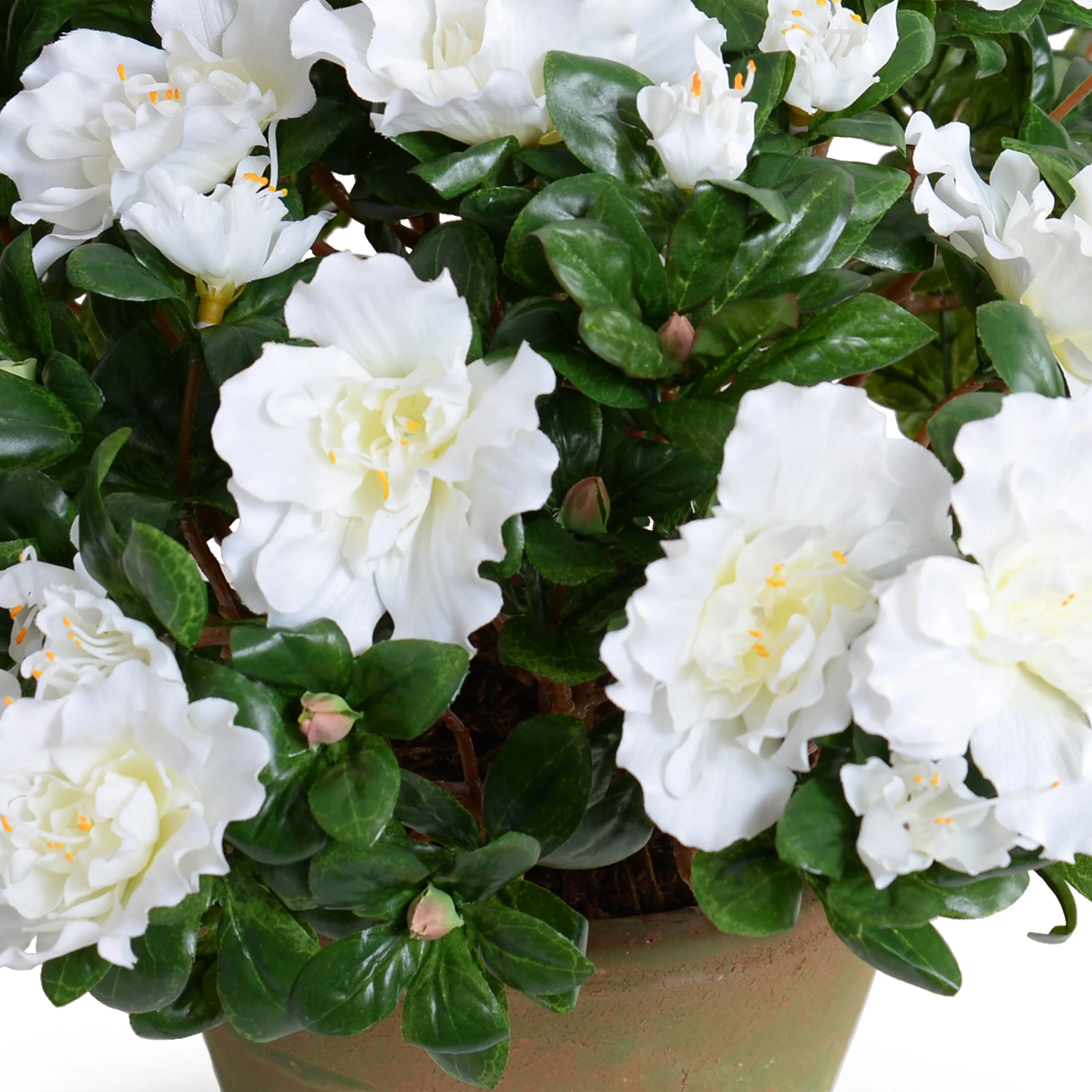 Azalea Bush Potted 14"H