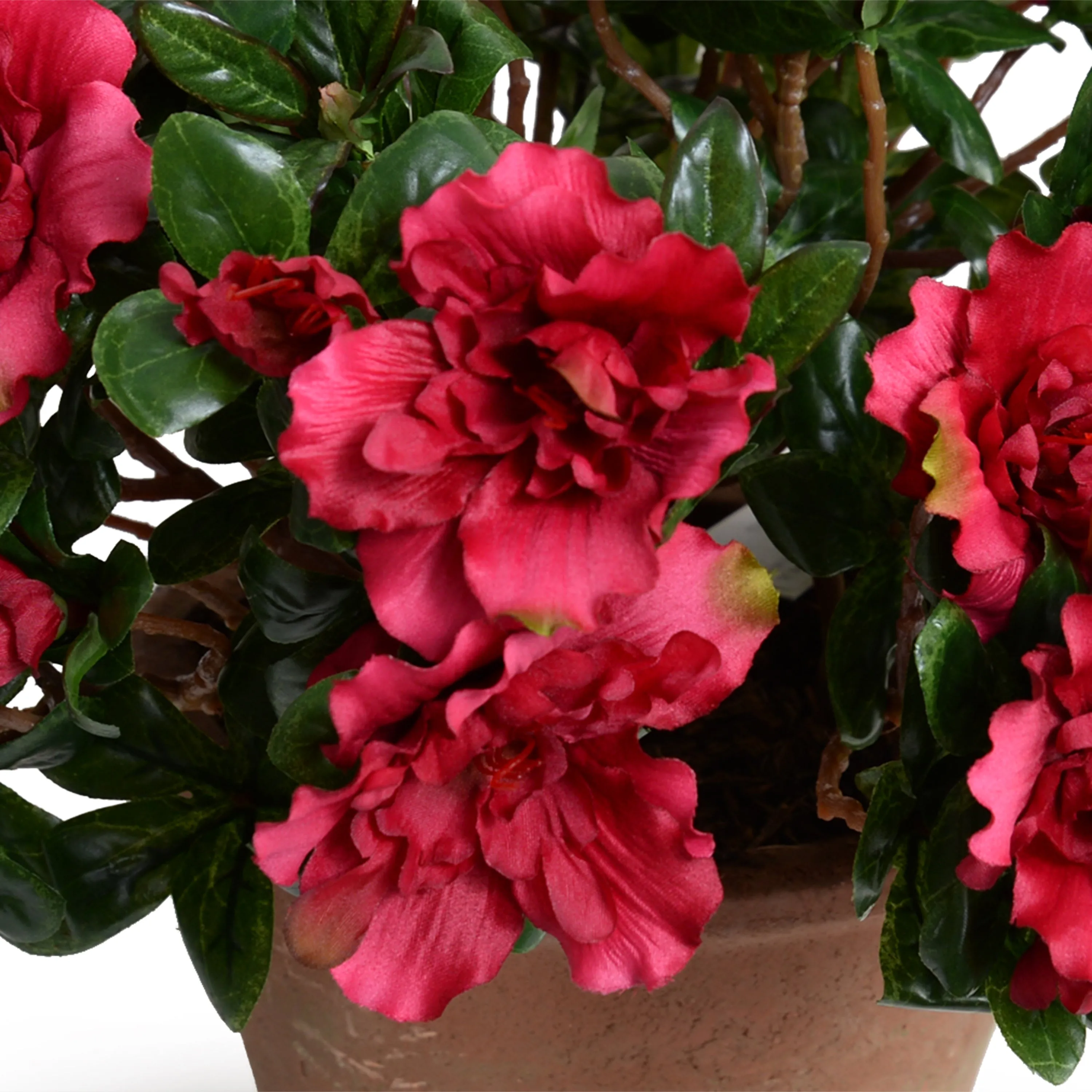 Azalea Bush Potted 14"H