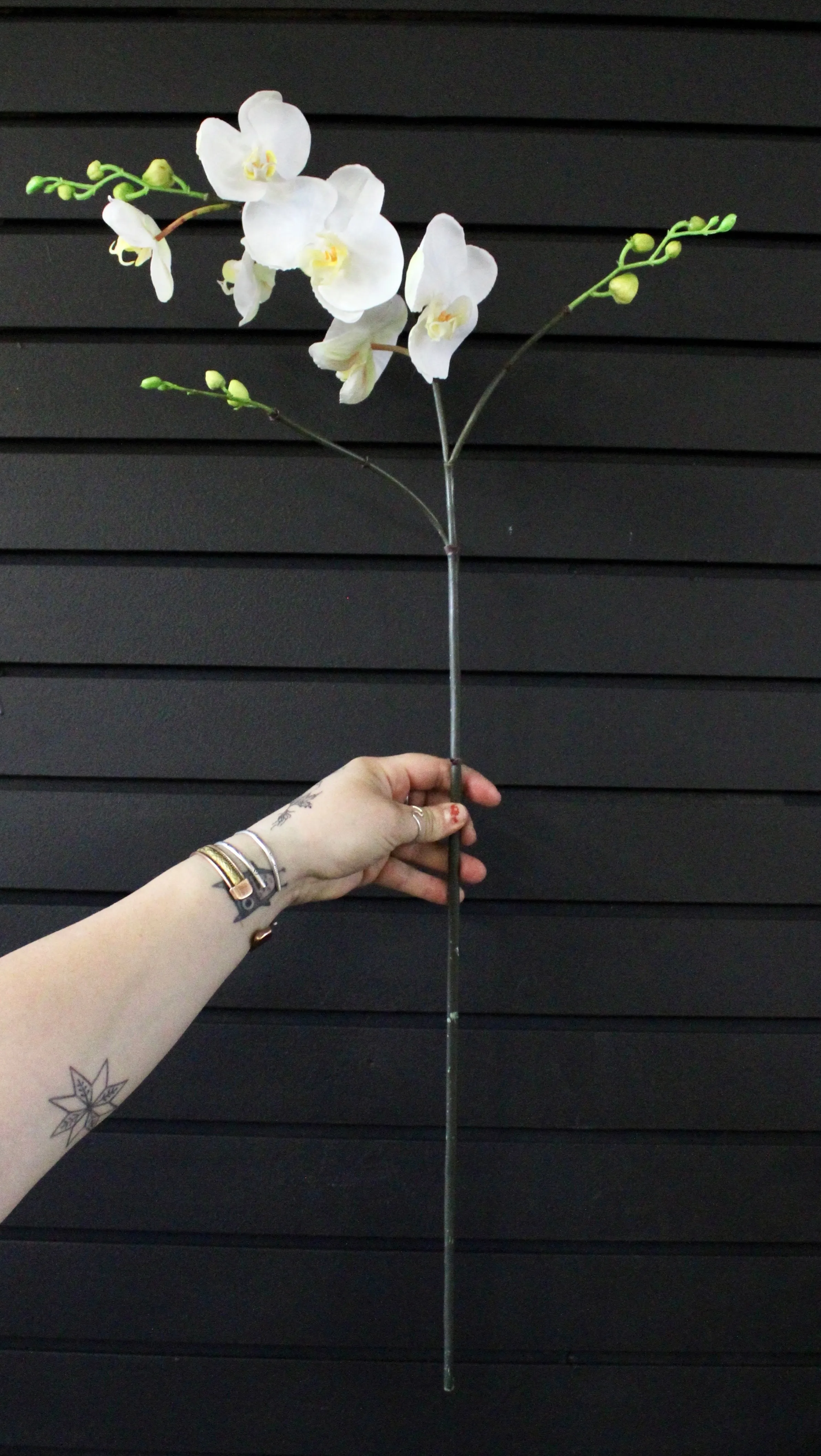 White Phalaenopsis Orchid Stem