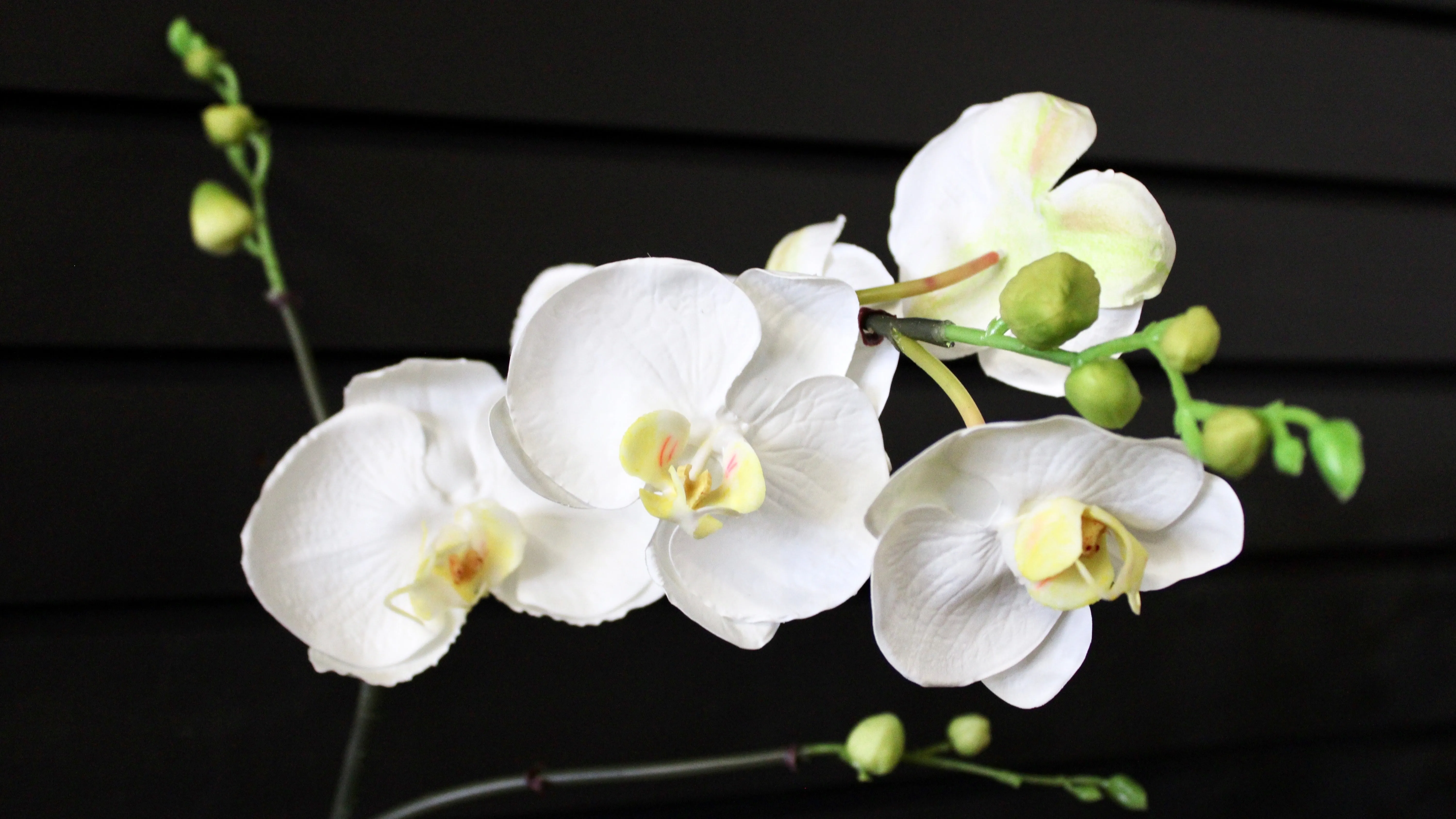 White Phalaenopsis Orchid Stem